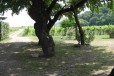 Agriturismo il Rovere3