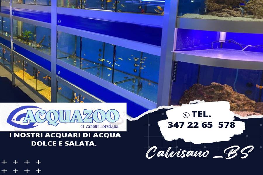 acquazoocalvisano